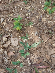 Desmodium uncinatum