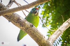 Cyclopsitta diophthalma