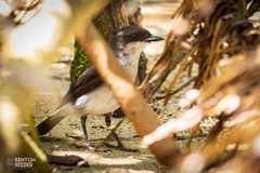 Eopsaltria pulverulenta