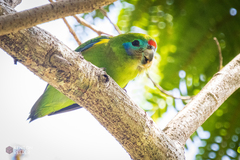 Cyclopsitta diophthalma