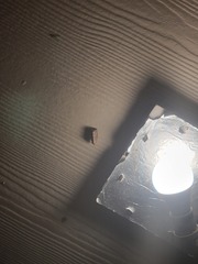 Elaphria fuscimacula