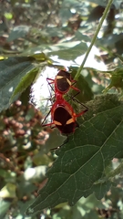 Dysdercus albofasciatus