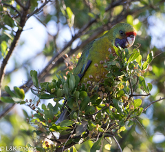 Platycercus caledonicus