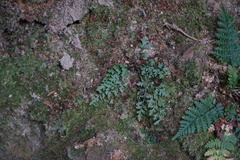 Asplenium montanum