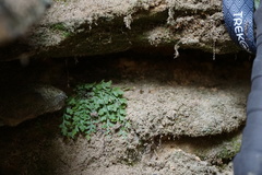 Asplenium montanum