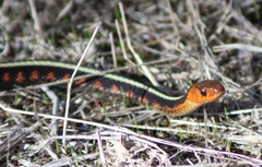Thamnophis sirtalis concinnus