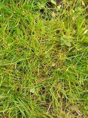 Festuca rubra