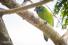 Cyclopsitta diophthalma