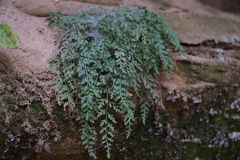 Asplenium montanum