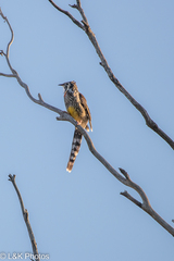 Anthochaera paradoxa