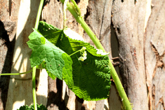 Zehneria cunninghamii