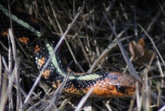 Thamnophis sirtalis concinnus