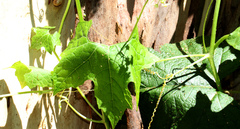 Zehneria cunninghamii