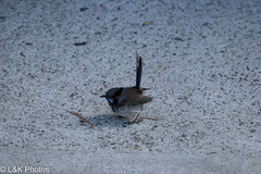 Malurus cyaneus cyaneus