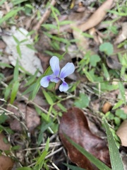 Viola