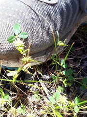 Trifolium glomeratum