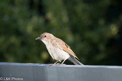Colluricincla harmonica strigata