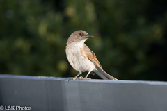 Colluricincla harmonica strigata