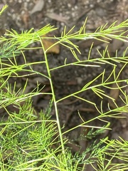 Asparagus setaceus