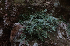 Asplenium montanum