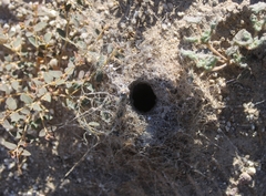 Kukulcania