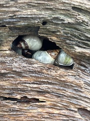 Mollusca