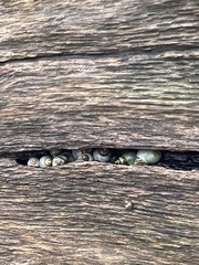 Mollusca
