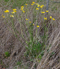 Ranunculus lappaceus