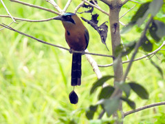 Momotus subrufescens