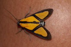 Xanthoarctia pseudameoides