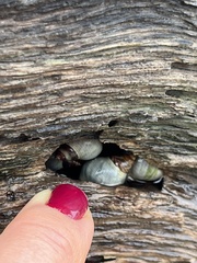 Mollusca