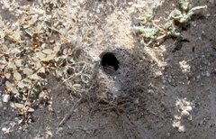Kukulcania