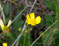 Ranunculus lappaceus