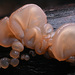Auricularia angiospermarum - Photo (c) Alan Rockefeller, some rights reserved (CC BY), uploaded by Alan Rockefeller