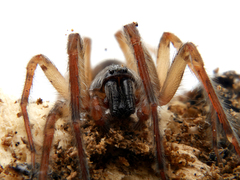 Segestria senoculata