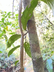 Aristolochia praevenosa