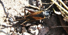 Gryllus lineaticeps