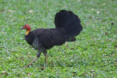 Alectura lathami lathami