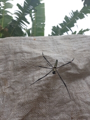 Nephila pilipes