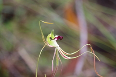 Caladenia tentaculata