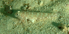 Istigobius decoratus