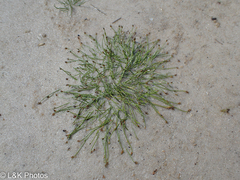 Isolepis