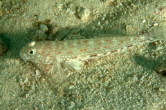 Istigobius decoratus