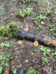 Heimiomyces fulvipes