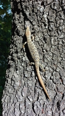 Gerrhonotus infernalis