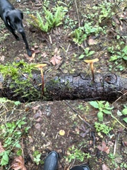 Heimiomyces fulvipes