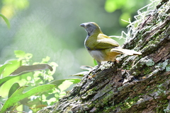 Saltator maximus