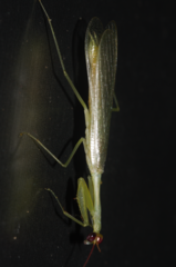 Microphotina