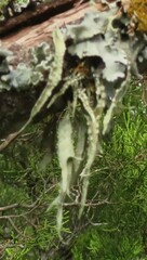 Ramalina celastri