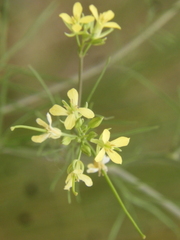 Sisymbrium altissimum